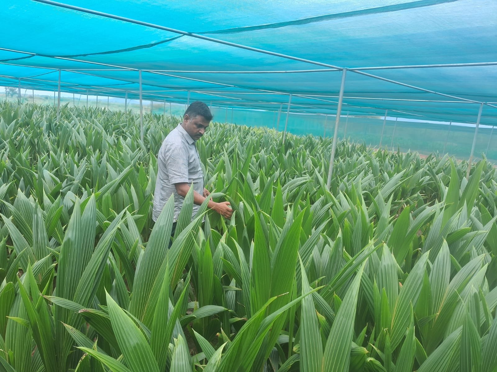 Sapling with healthy cocopeat root ball, ready for transplant