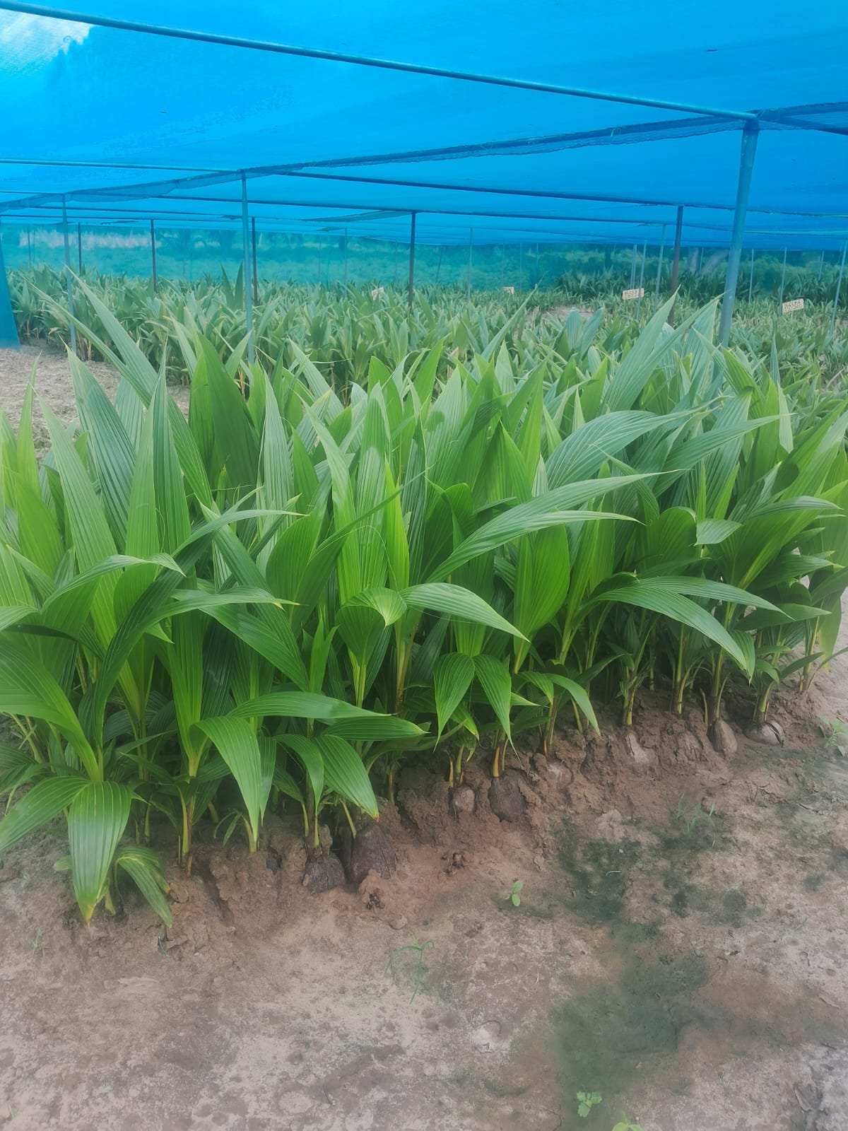 Long rows of coconut saplings under blue shade netting