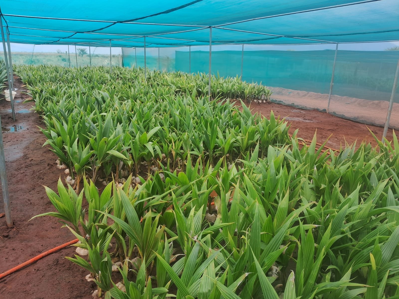 Tray of dense green sapling leaves grown in bulk