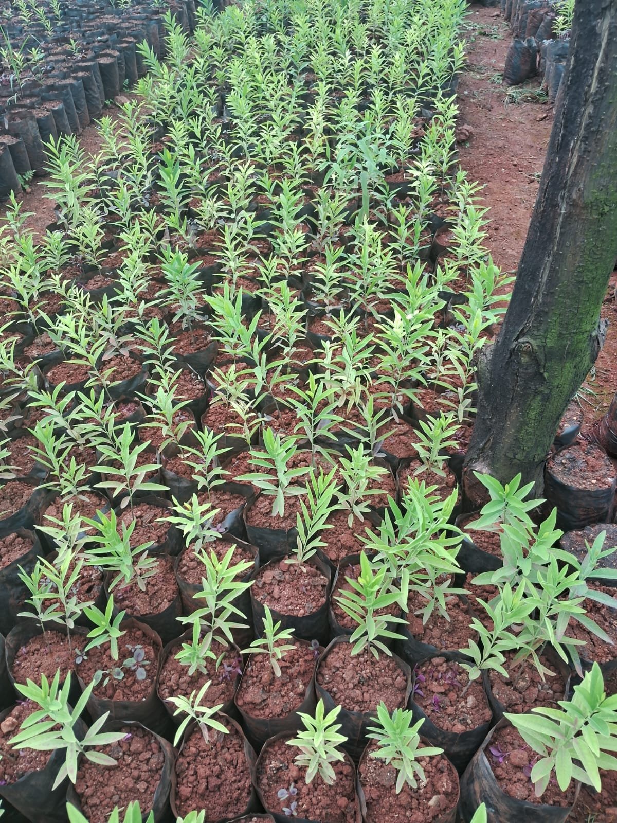 Rows of potted saplings in black grow bags, narrow leaves