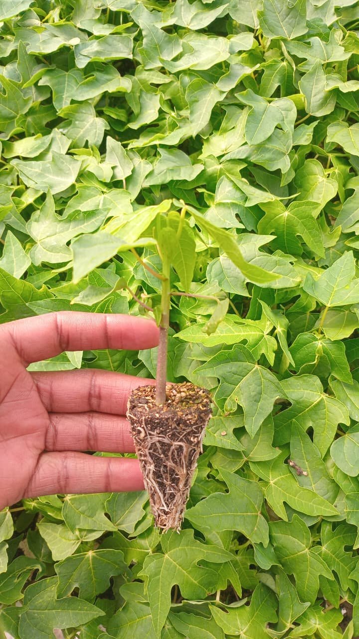Pawpaw seedling, Red Sweety variety