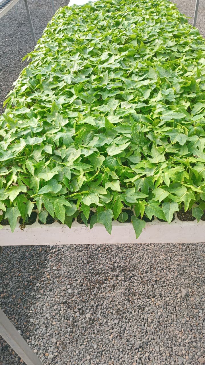 Dense rows of established potted saplings ready for sale