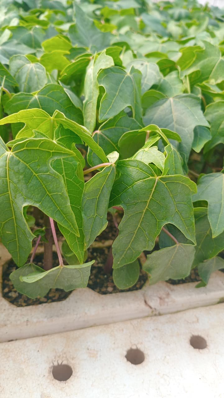 Farmer inspecting rows of palm saplings under shade net