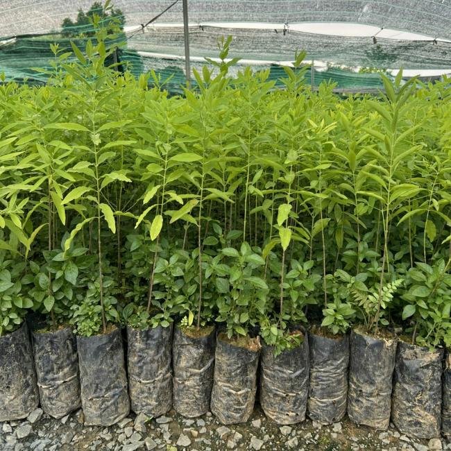Indian Sandalwood seedling, Santalum album